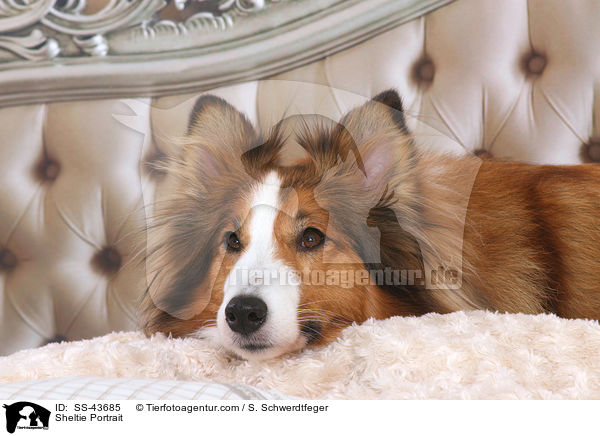 Sheltie Portrait / Sheltie Portrait / SS-43685