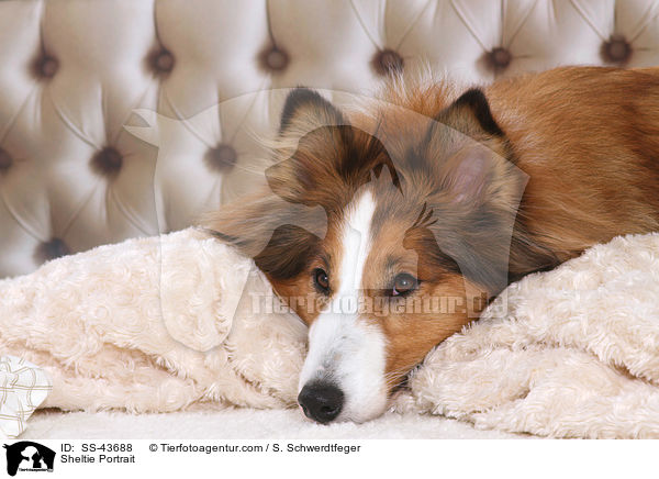 Sheltie Portrait / Sheltie Portrait / SS-43688