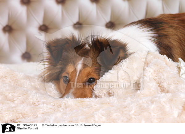 Sheltie Portrait / Sheltie Portrait / SS-43692