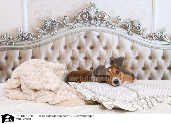 liegender Sheltie / lying Sheltie / SS-43700