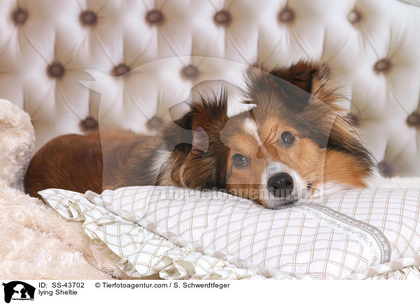 liegender Sheltie / lying Sheltie / SS-43702