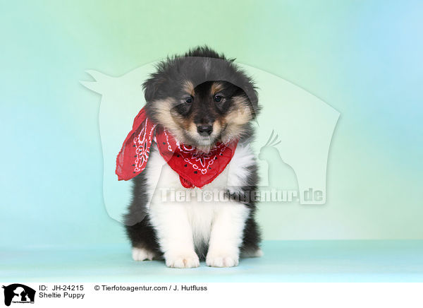 Sheltie Welpe / Sheltie Puppy / JH-24215