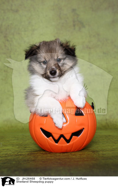 Shetland Sheepdog Welpe / Shetland Sheepdog puppy / JH-26468