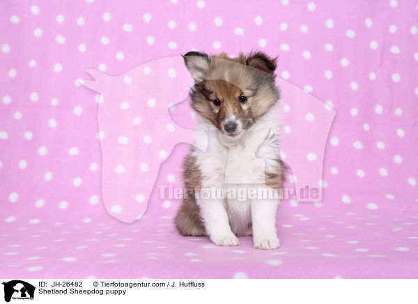 Shetland Sheepdog Welpe / Shetland Sheepdog puppy / JH-26482