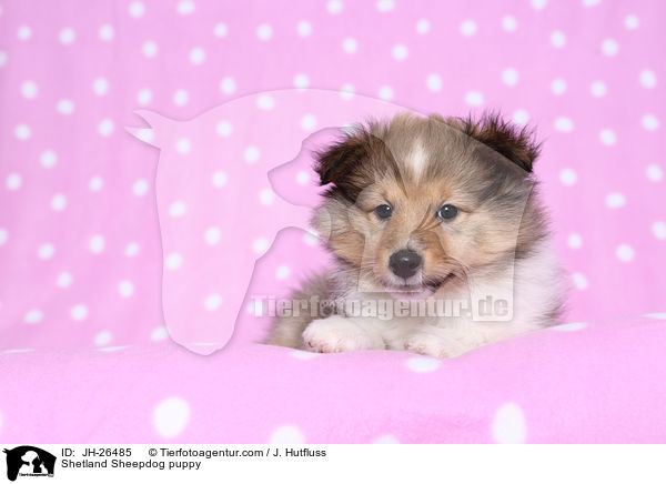 Shetland Sheepdog Welpe / Shetland Sheepdog puppy / JH-26485