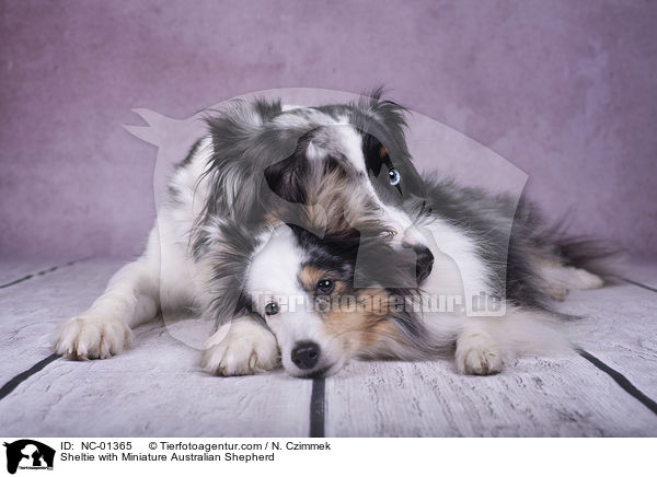 Sheltie mit Miniature Australian Shepherd / Sheltie with Miniature Australian Shepherd / NC-01365