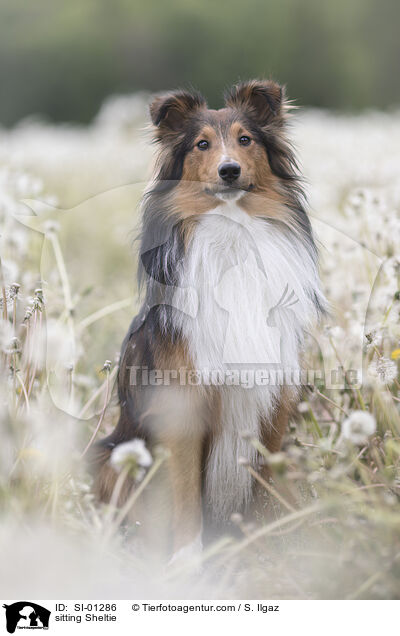 sitzender Sheltie / sitting Sheltie / SI-01286