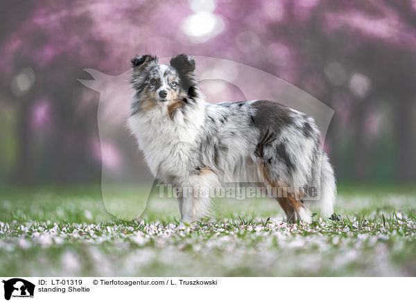stehender Sheltie / standing Sheltie / LT-01319