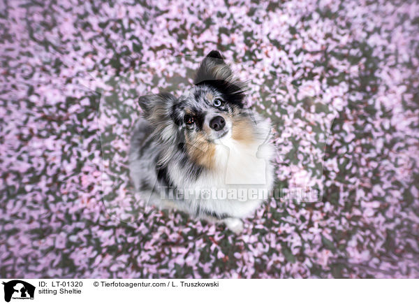 sitzender Sheltie / sitting Sheltie / LT-01320