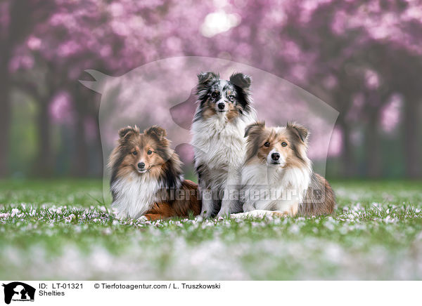 Shelties / Shelties / LT-01321