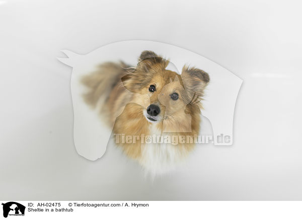 Sheltie in einer Badewanne / Sheltie in a bathtub / AH-02475