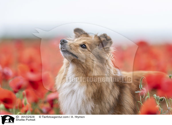 Sheltie Portrait / Sheltie Portrait / AH-02928