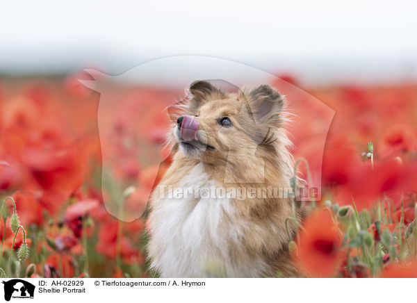 Sheltie Portrait / Sheltie Portrait / AH-02929
