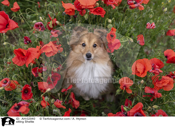 sitzender Sheltie / sitting Sheltie / AH-02940