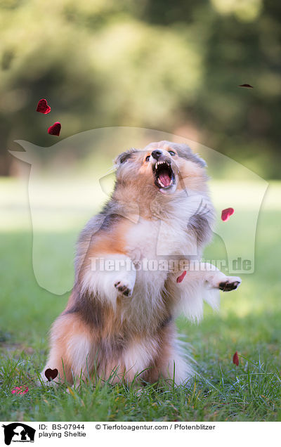 spielender Sheltie / playing Sheltie / BS-07944