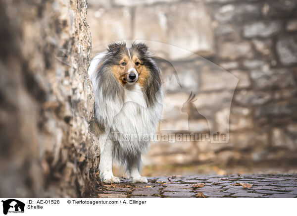 Sheltie / Sheltie / AE-01528