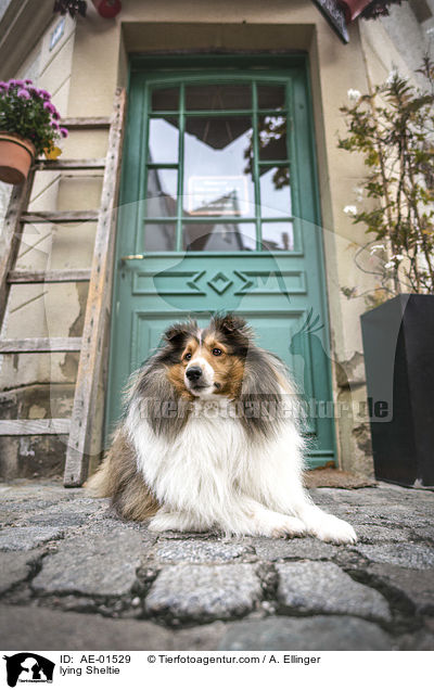 liegender Sheltie / lying Sheltie / AE-01529