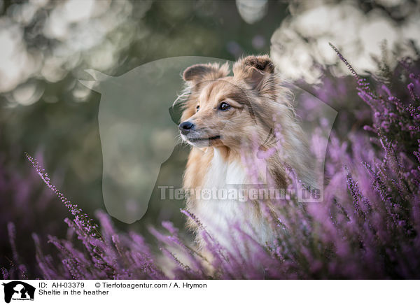 Sheltie in der Heide / Sheltie in the heather / AH-03379