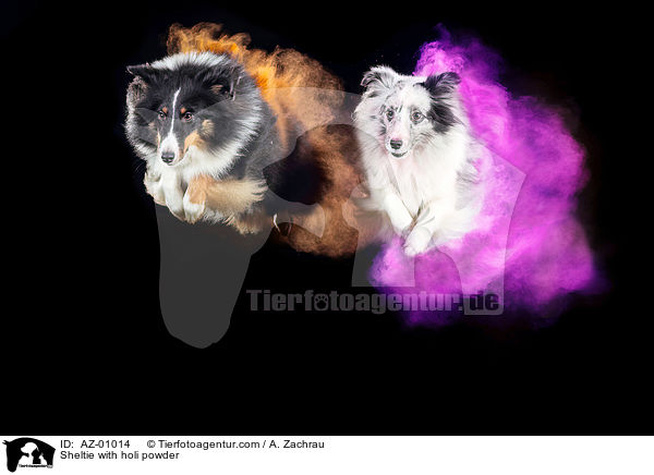 Sheltie with holi powder / AZ-01014