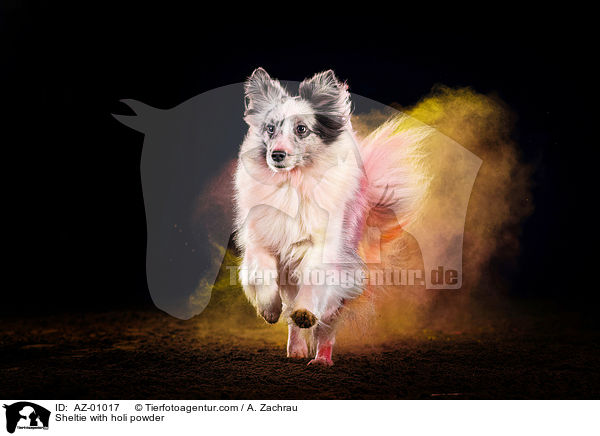 Sheltie with holi powder / AZ-01017
