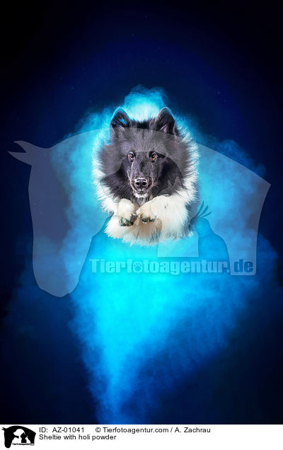 Sheltie mit Holi Pulver / Sheltie with holi powder / AZ-01041