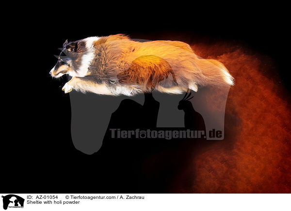 Sheltie mit Holi Pulver / Sheltie with holi powder / AZ-01054