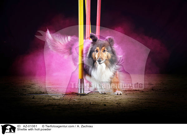 Sheltie with holi powder / AZ-01061
