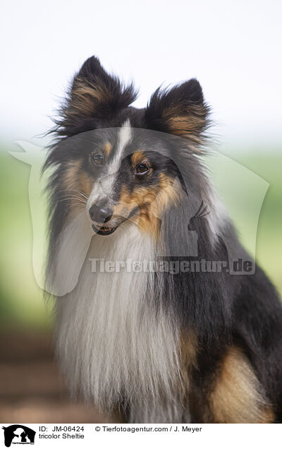 tricolor Sheltie / JM-06424