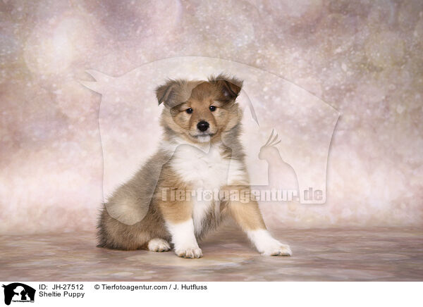 Sheltie Puppy / JH-27512