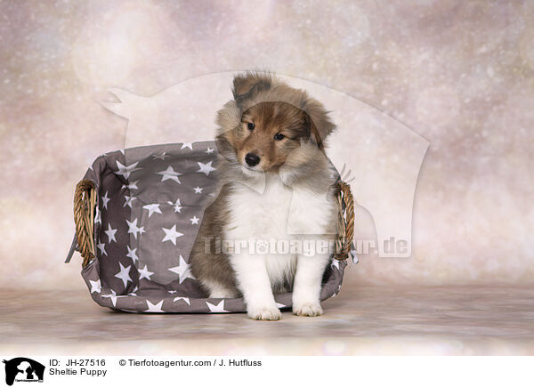 Sheltie Puppy / JH-27516