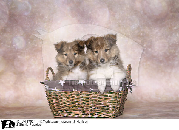 2 Sheltie Puppies / JH-27524