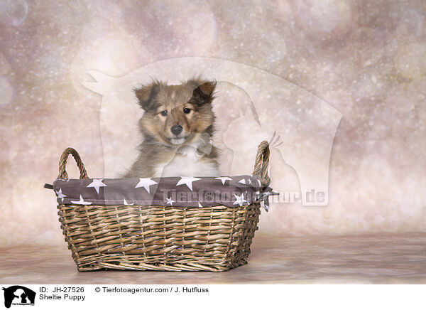 Sheltie Puppy / JH-27526