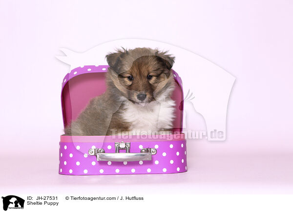 Sheltie Welpe / Sheltie Puppy / JH-27531