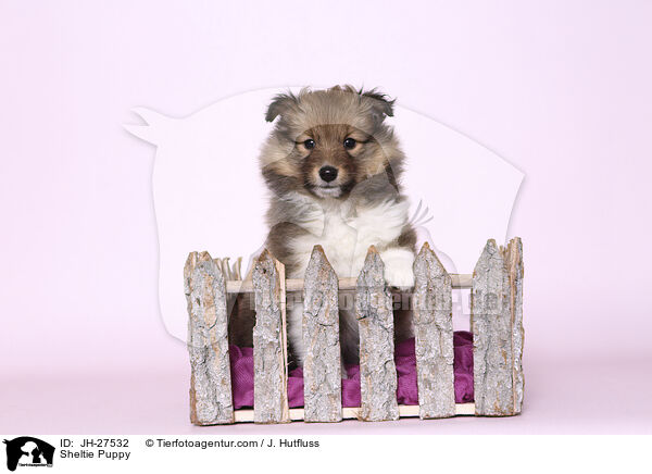 Sheltie Puppy / JH-27532