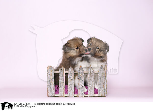 2 Sheltie Puppies / JH-27534