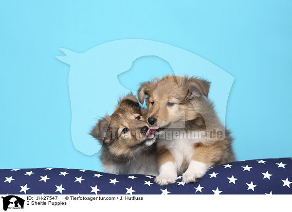 2 Sheltie Puppies / JH-27547
