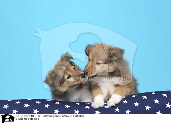 2 Sheltie Puppies / JH-27548