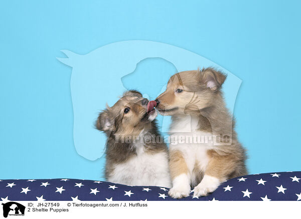 2 Sheltie Puppies / JH-27549