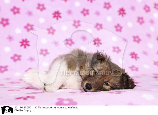 Sheltie Puppy / JH-27550