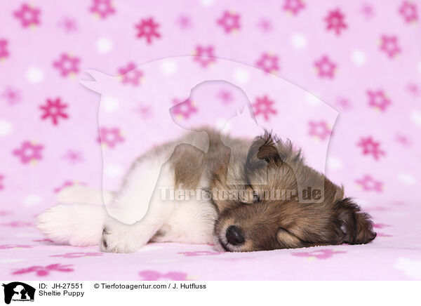 Sheltie Puppy / JH-27551