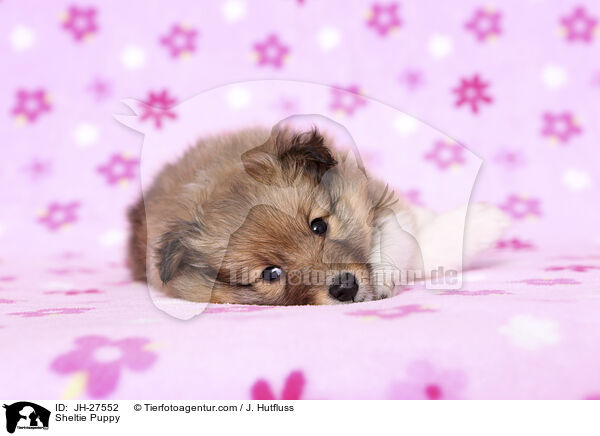 Sheltie Puppy / JH-27552