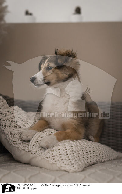 Sheltie Welpe / Sheltie Puppy / NP-02611