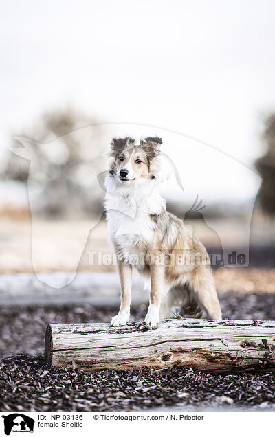 Sheltie Hndin / female Sheltie / NP-03136