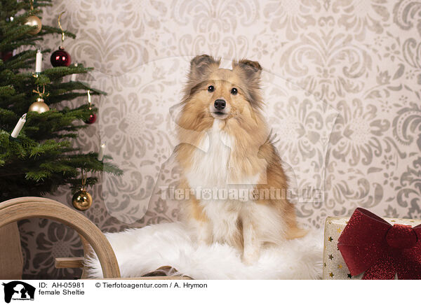 Sheltie Hndin / female Sheltie / AH-05981