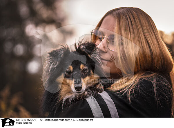 Sheltie Rde / male Sheltie / SIB-02804