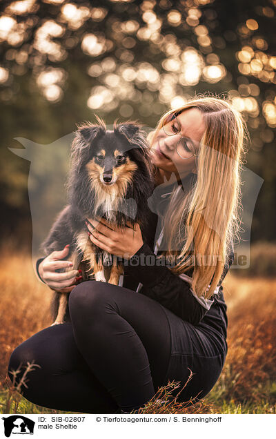 male Sheltie / SIB-02807