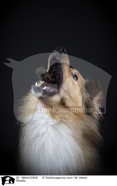 Sheltie / MAH-03508