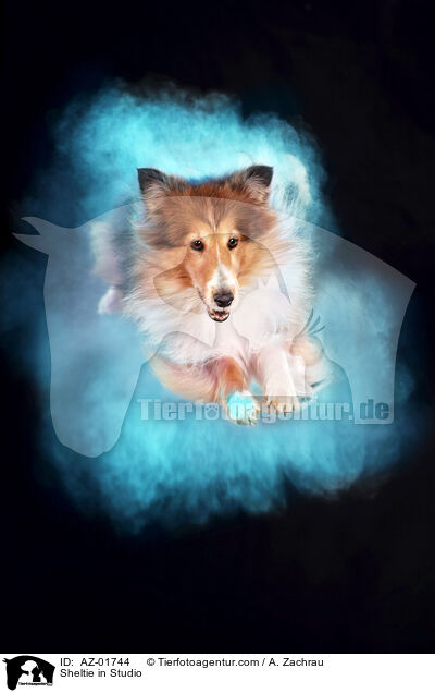 Sheltie im Studio / Sheltie in Studio / AZ-01744