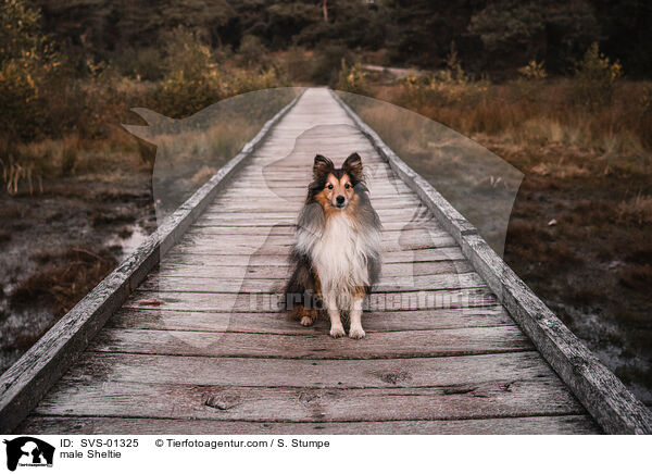 Sheltie Rde / male Sheltie / SVS-01325