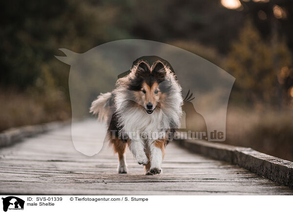 Sheltie Rde / male Sheltie / SVS-01339